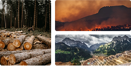 Analyze drivers of forest change